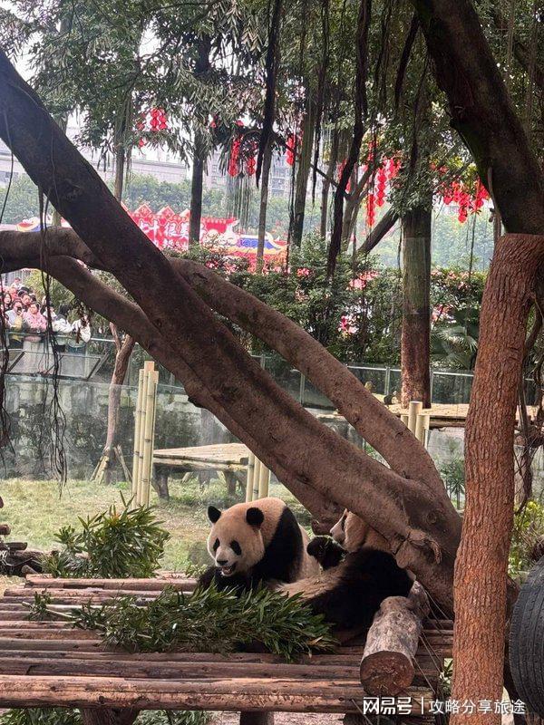 日游打卡景点+线路+费用-纯干什么时候去重庆旅游最好 重庆七(图2)